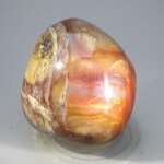 Petrified Wood Extra Large Tumblestone ~50mm