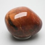 Petrified Wood Extra Large Polished stone ~54mm