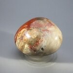Petrified Wood Extra Large Tumblestone ~54mm