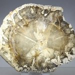 Petrified Wood Polished Slice ~115mm