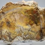 Petrified Wood Polished Slice ~135mm