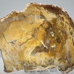 Petrified Wood Polished Slice ~138mm