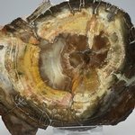 Petrified Wood Polished Slice ~145mm