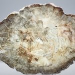Petrified Wood Polished Slice ~155mm