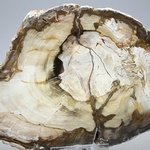 Petrified Wood Polished Slice ~155mm