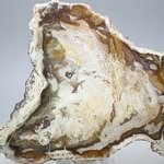 Petrified Wood Polished Slice ~156mm