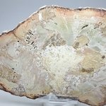 Petrified Wood Polished Slice ~160mm