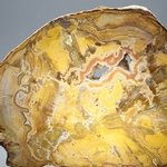 Petrified Wood Polished Slice ~16cm
