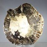 Petrified Wood Polished Slice ~95mm