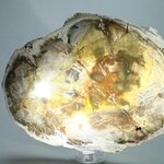 Petrified Wood Polished Tile ~154mm