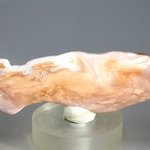 Petrified Wood Polished Tile ~88mm