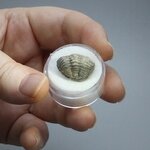 Phacops Trilobite Fossil ~17mm