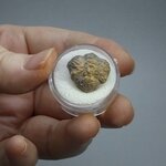 Phacops Trilobite Fossil ~18mm