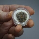 Phacops Trilobite Fossil ~18mm