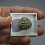 Phacops Trilobite Fossil ~19mm