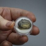 Phacops Trilobite Fossil ~19mm