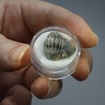 Phacops Trilobite Fossil ~19mm