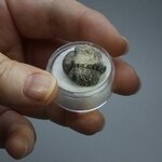 Phacops Trilobite Fossil ~19mm