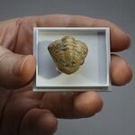 Phacops Trilobite Fossil ~20mm