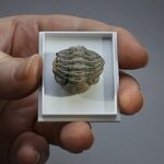 Phacops Trilobite Fossil ~22mm