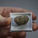 Phacops Trilobite Fossil ~24mm