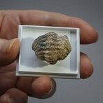 Phacops Trilobite Fossil ~24mm
