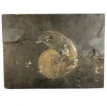 Phylloceras Fossil Ammonite Plaque ~21cm