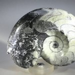 Polished Morrocan Goniatite ~10.5cm
