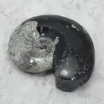 Polished Morrocan Goniatite ~15cm