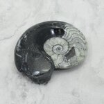 Polished Morrocan Goniatite ~8.8cm