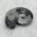 Polished Morrocan Goniatite ~8.9cm