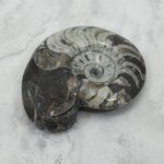 Polished Morrocan Goniatite ~9.6cm