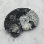Polished Morrocan Goniatite ~9.9cm