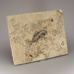 Priscacara Fish Fossil Plate ~26x21cms