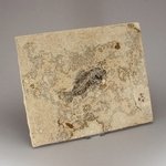 Fossil Fish Plate - Priscacara ~26 x 21cm