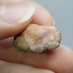 Rhodochrosite Stalagmite Stem ~22mm