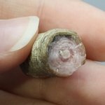 Rhodochrosite Stalagmite Stem ~24mm