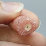 Rhodochrosite Stalagmite Stem ~24mm