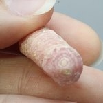 Rhodochrosite Stalagmite Stem ~24mm