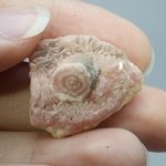 Rhodochrosite Stalagmite Stem ~25mm