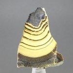 Schalenblende Polished Slice ~32mm