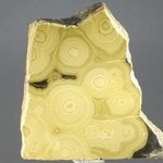 Schalenblende Polished Slice ~47mm