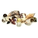 Seashell Collection (Pack of 12)