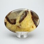Septarian Palmstone (Extra Grade) ~70x50mm