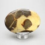 Septarian Palmstone (Extra Grade) ~70x50mm