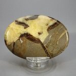 Septarian Palmstone (Extra Grade) ~70x50mm