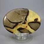 Septarian Palmstone (Extra Grade) ~70x50mm