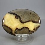 Septarian Palmstone (Extra Grade) ~70x50mm