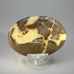Septarian Palmstone (Extra Grade) ~70x50mm
