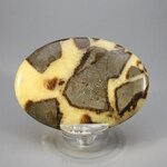 Septarian Palmstone (Extra Grade) ~70x50mm